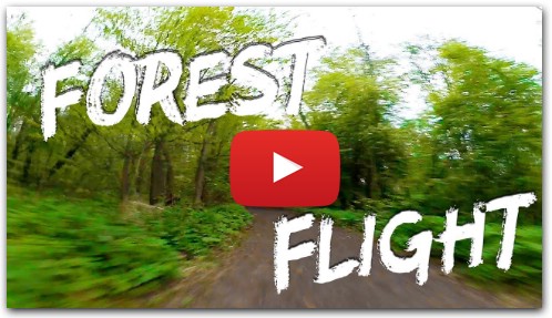 Неспешный полёт в лесу
