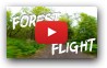 Неспешный полёт в лесу